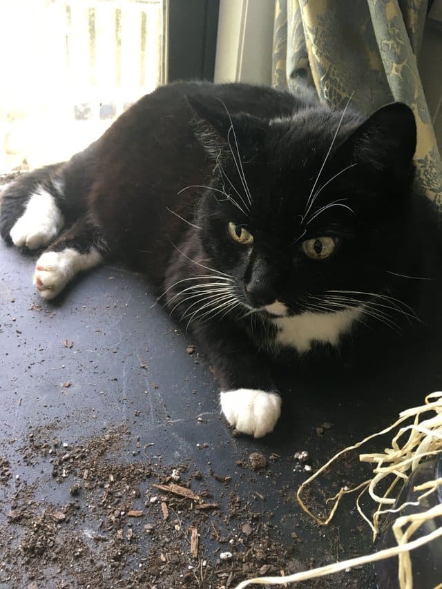 Vicki, looking happy with herself, lying on the dirt-covered table where she knocked over my pumpkin plants.