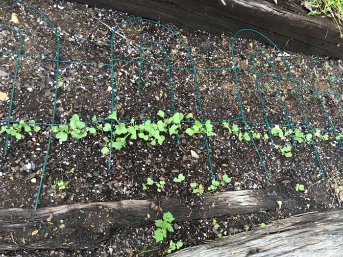 My carrot seedlings with a cheap small fence lying over the top. I lay my fencing for root crops flat on the ground.