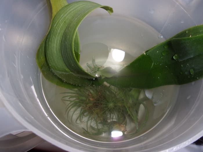 Air plants and orchid soaking in filtered water with a light dose of orchid fertilizer.