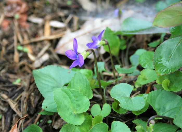 A Homebody's Guide to Common Blue Violets Dengarden