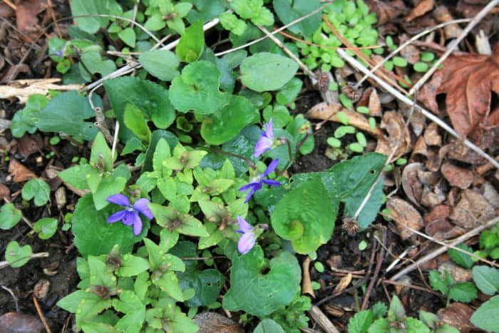 Common blue violets sprout amid a patch of bee balm. Like the common blue violet, bee balm is an herbaceous emergent.