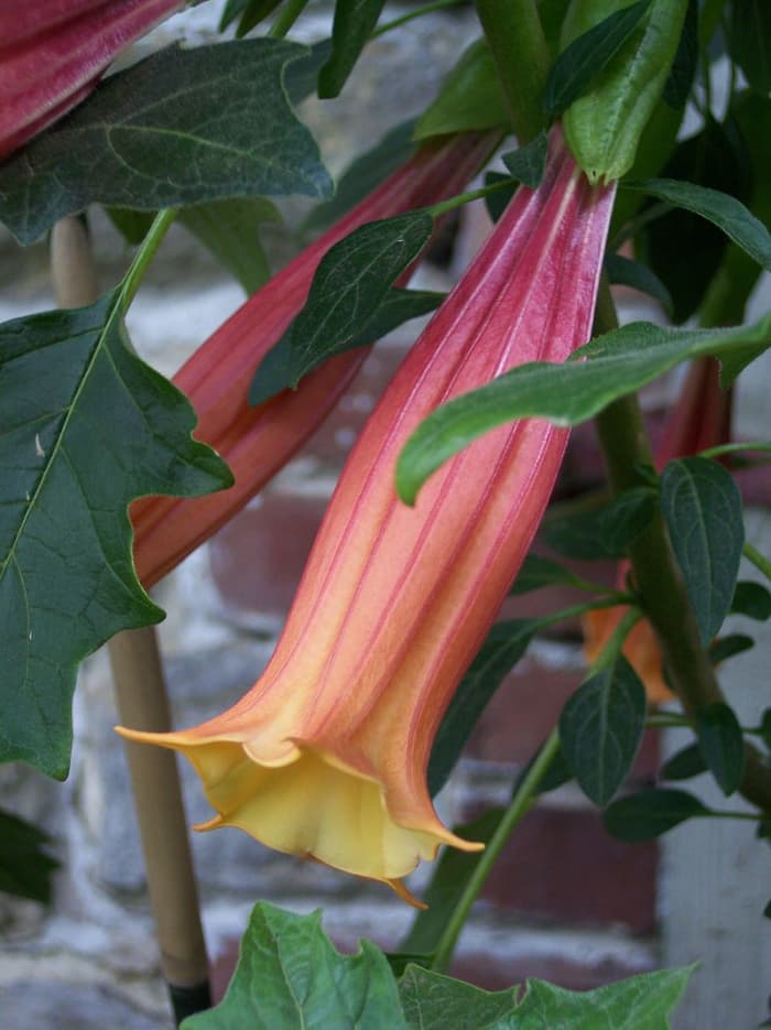 Brugmansia vulcanicola, a small species that grows only to 4 feet tall and whose flowers are more tubular than trumpet.