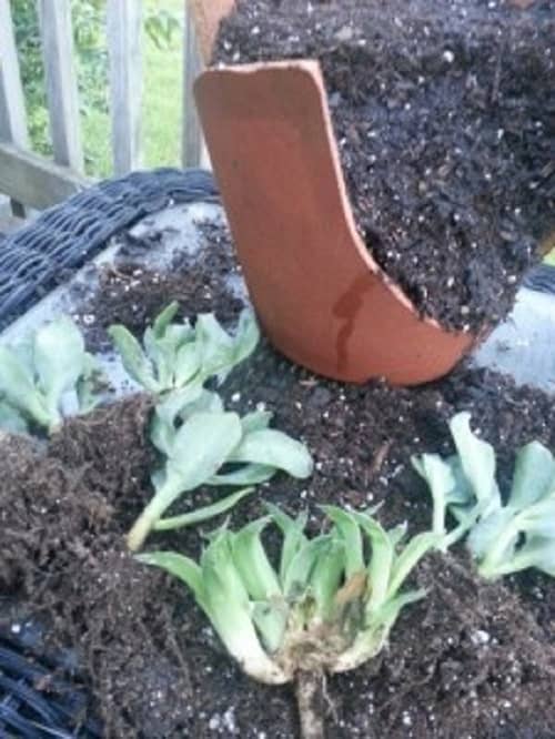 Prep the plants you want to put in the fairy garden. Succulents are a good choice!