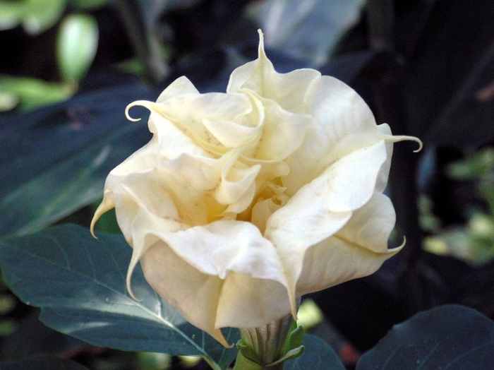 How to Grow Datura (Devil’s Trumpets) Dengarden