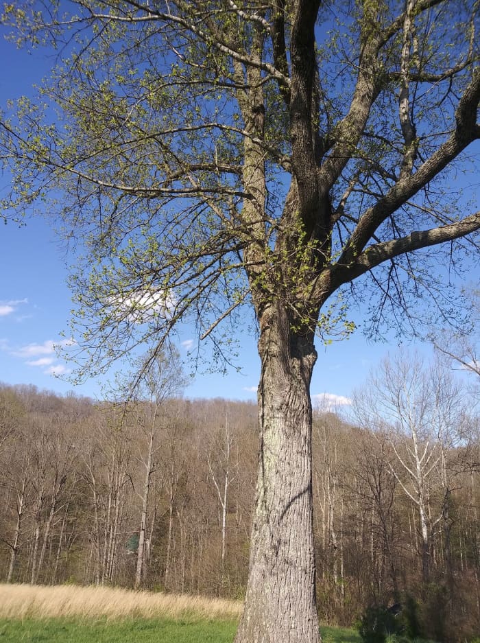 This article will break down the process of growing a tulip poplar tree from cuttings.