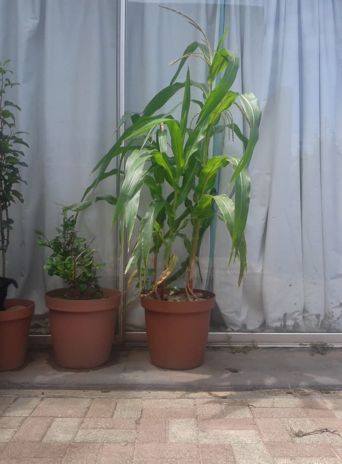 Almost as tall as myself, the popcorn is now a beautiful pot plant after only nine weeks.
