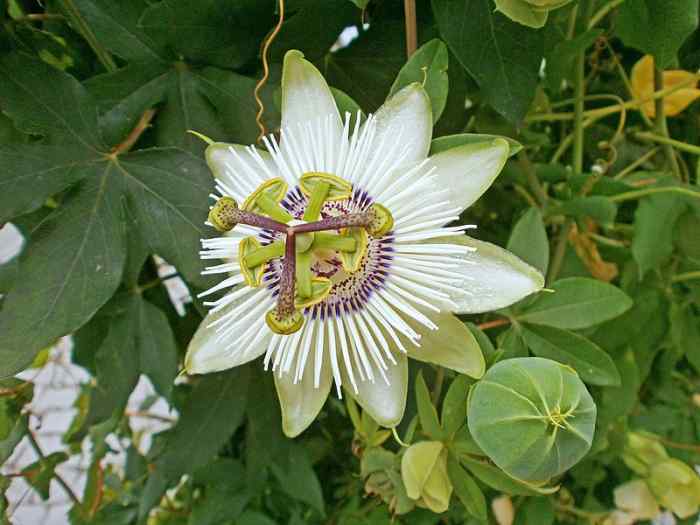 How to Grow Passion Flower (Maypop) Dengarden