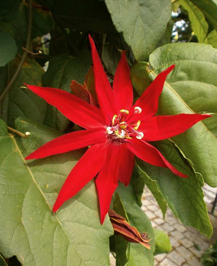 How to Grow Passion Flower (Maypop) Dengarden