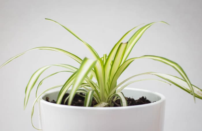 Plantlets need extra water for growth. My young spider plant looked like this when I bought it in a white ceramic pot with a diameter of just 3 inches (8 cm).