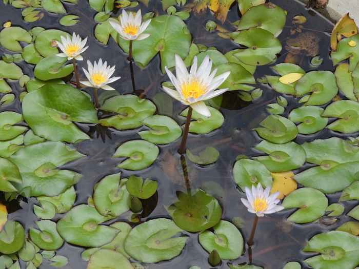 Hydrophytes Indoor and Outdoor Water Garden Plants Dengarden