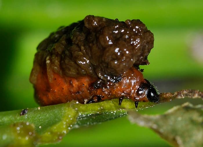 How to Get Rid of Lily Leaf Beetles (Scarlet Lily Beetle) Dengarden