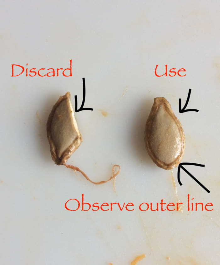 When harvesting pumpkin seeds, make sure that each seed and its outer line is intact—any chipped or broken seeds must be discarded.