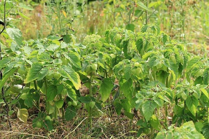 How to Grow Ground Cherries (Husk Tomatoes) - HubPages