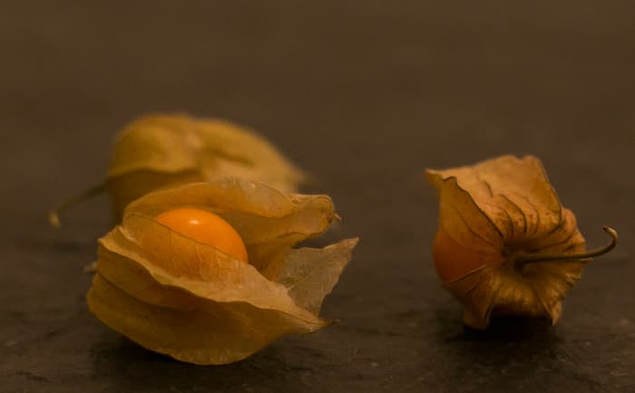Ground cherries are ripe when the husk turns brown and papery, the fruit is yellow and it has fallen to the ground.