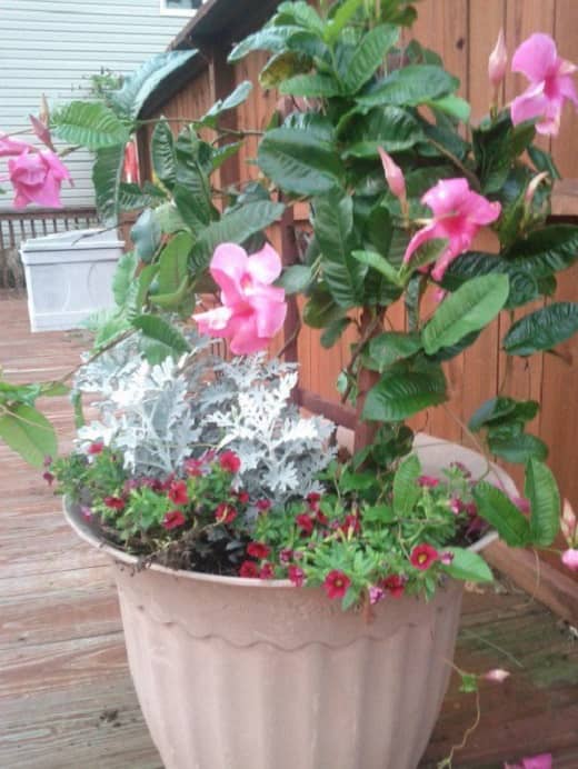 This article will provide information on the "thrill, fill, and spill" method of container gardening made famous by "Better Homes and Gardens."