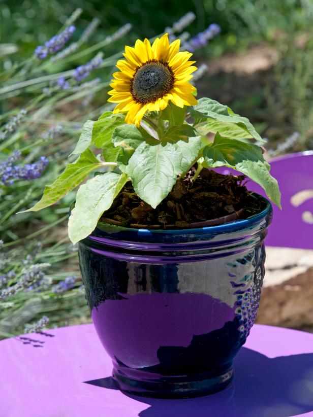 6 Best Ornamental Flowering Container Plants for Full Sun Dengarden