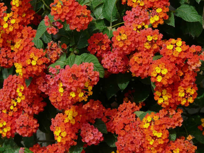6 Best Ornamental Flowering Container Plants for Full Sun Dengarden