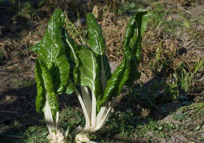 The leaves are usually harvested using the cut & come again method of just harvesting the outer leaves.