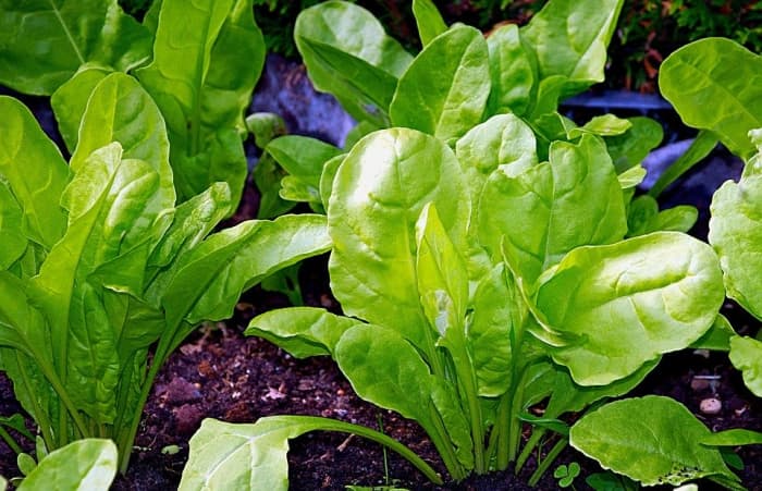 The seed grows in small packets of 2 - 3 seeds so you will need to thin your seedlings after germination.