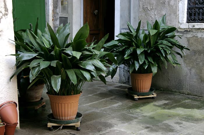 ¿cómo-para-crecer-hierro fundido-planta-en interiores o al aire libre