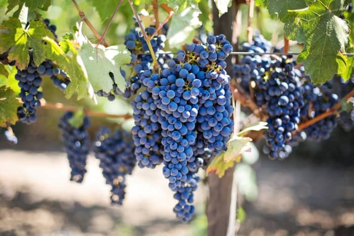 This guide will provide you with all the information you will need to start your own grape vineyard and produce healthy, delicious fruit.
