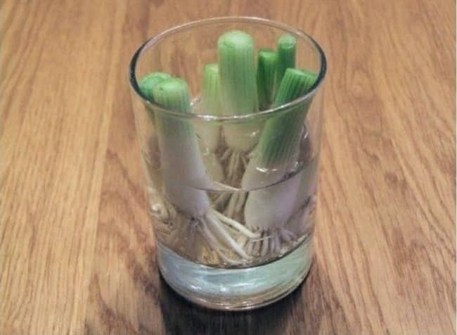 Green onion is super easy to grow, because it already comes with the roots when you purchase it. Just cut a 4–6 centimeter long piece (including the root base) and place it in a cup of water for three to four days. New roots will grow!