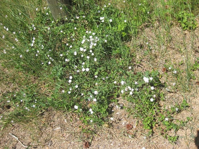 It is nearly impossible to apply Roundup to kill bindweed without also killing the surrounding plants.