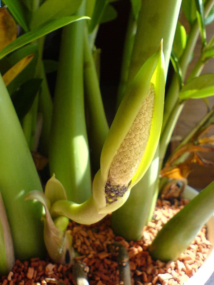 The flowers are difficult to see because they are wrapped in a spathe and located at the bottom of the leaves.