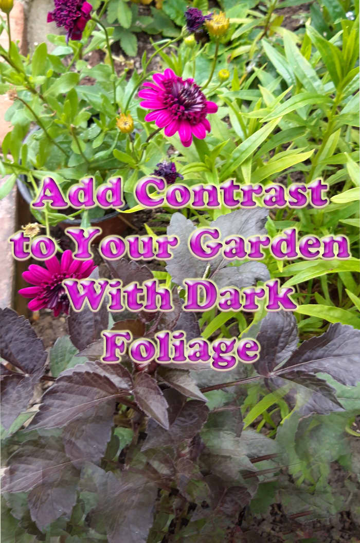 This guide will provide a number of suggestions for how to add contrast to your garden by incorporating plants with dark foliage.