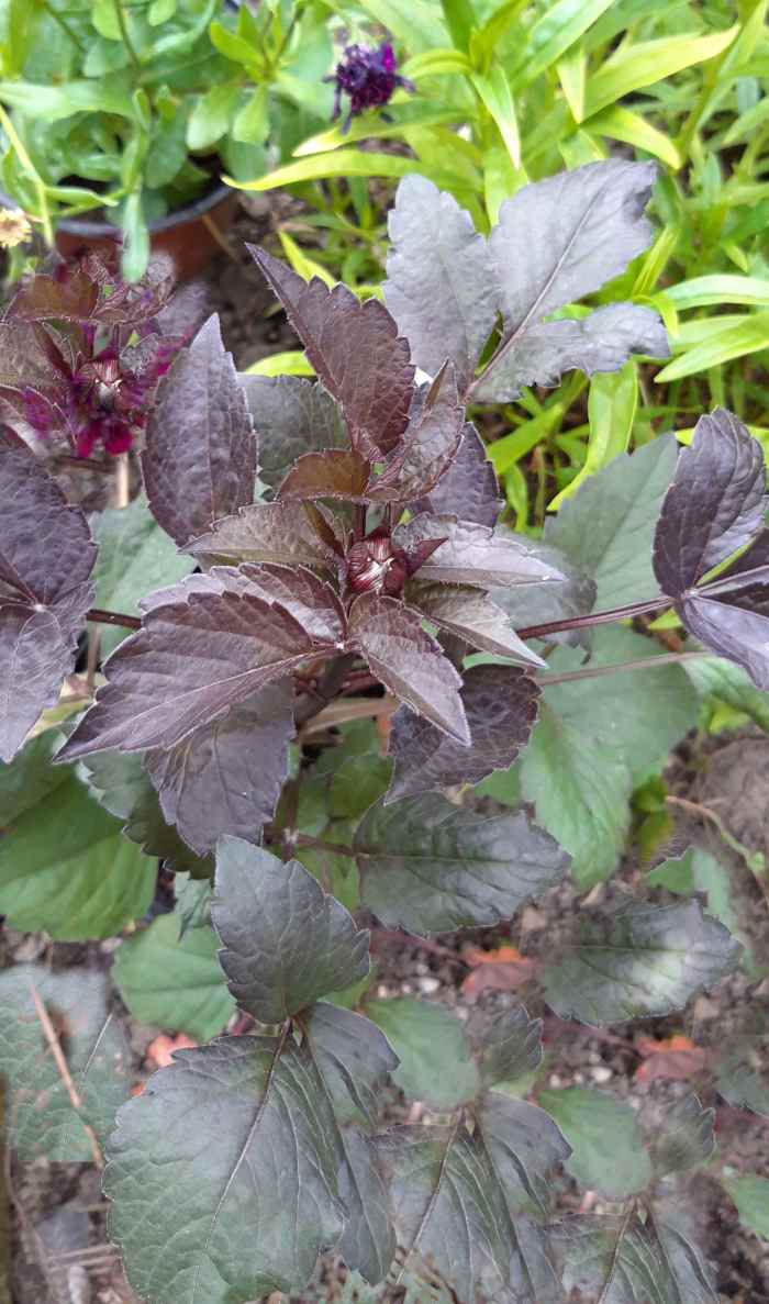7 Plants With Dark Foliage to Add Contrast to Your Garden
