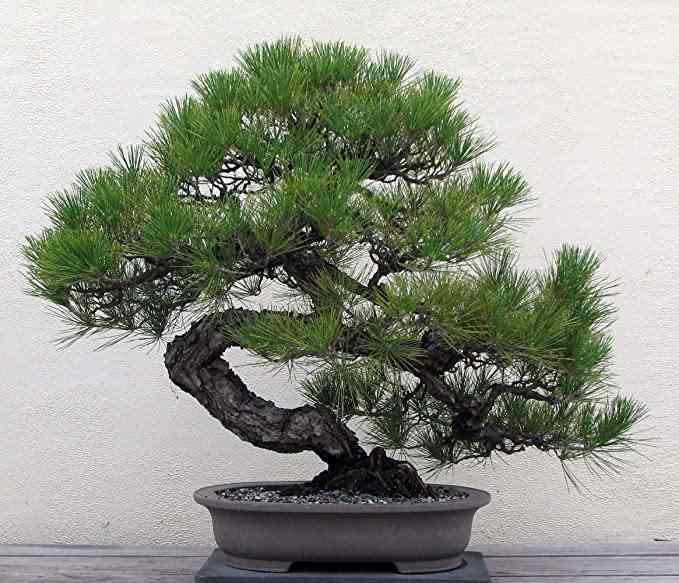 Starting Your First Bonsai Tree Dengarden