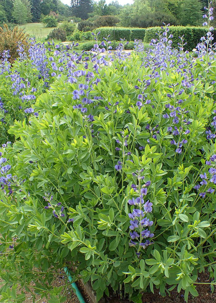 How to Grow Baptisia (False Indigo), a Native Plant Dengarden