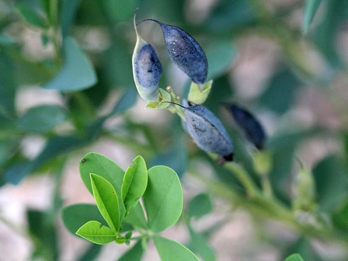 The seedpods darken as they mature. they add color and sound to your garden because the seeds rattle around in them when there is a breeze.