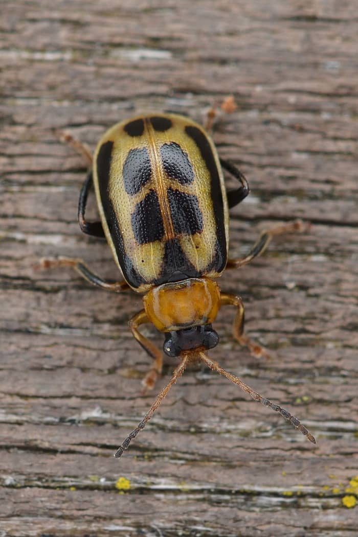 Adult beetles can be red, orange, tan or yellowish green. Look for the black triangle at the top of the wing covers.