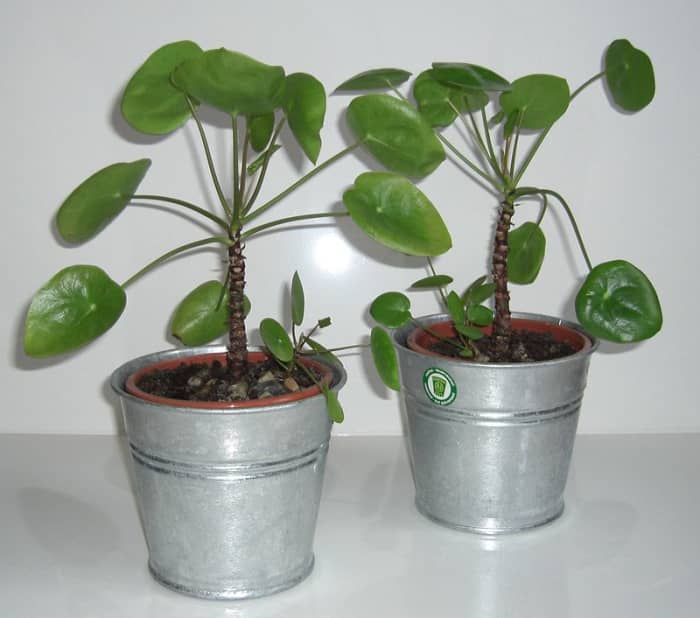 The plants are propagated via offsets which can be separated from the parent plant.