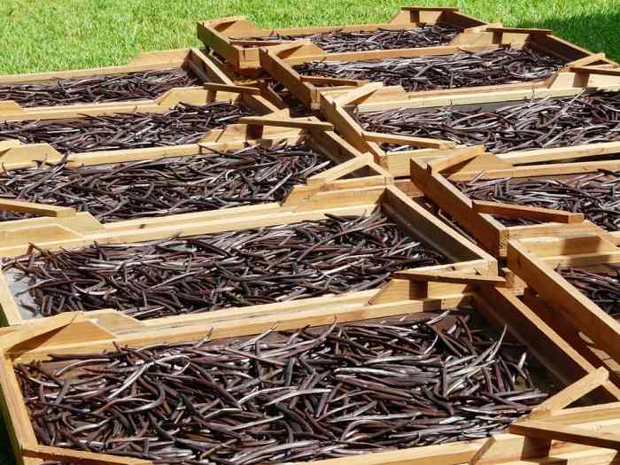 How to Grow Vanilla Like an Expert Dengarden