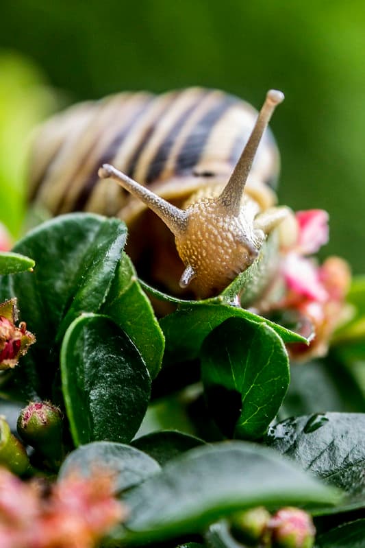 When you should harvest your snails depends on the preferences of those who plan to consume them, whether based on the desires of your buyers or your own.