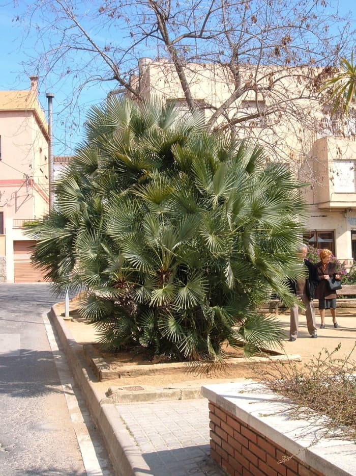 az Európai fan palms látványos tájnövények.