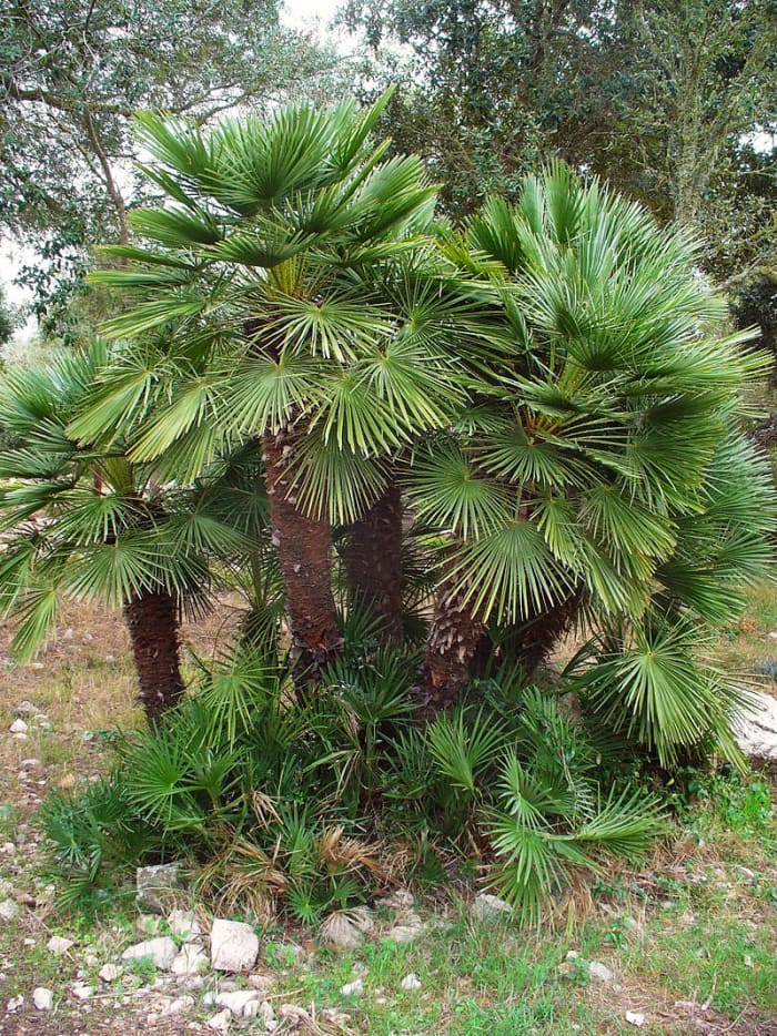 můžete propagovat Evropská fan palm oddělením výhonky rostoucí na základně rostliny z hlavního závodu.