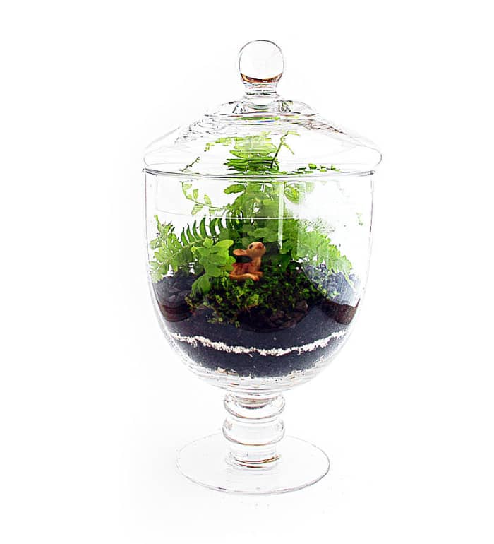 Friendship plants are often grown in terrariums because of the high humidity levels.