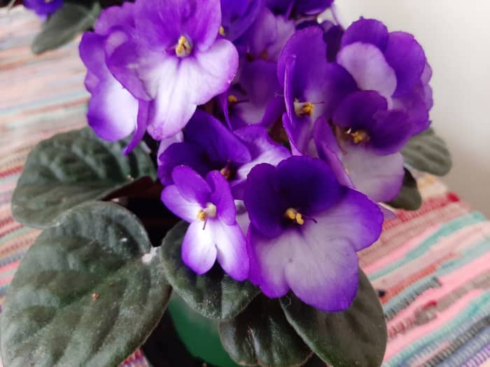 How to Grow African Violets From Leaves - Dengarden