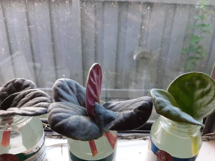 Place the leaves in small bottles or other containers filled with water. Change the water every couple of days.