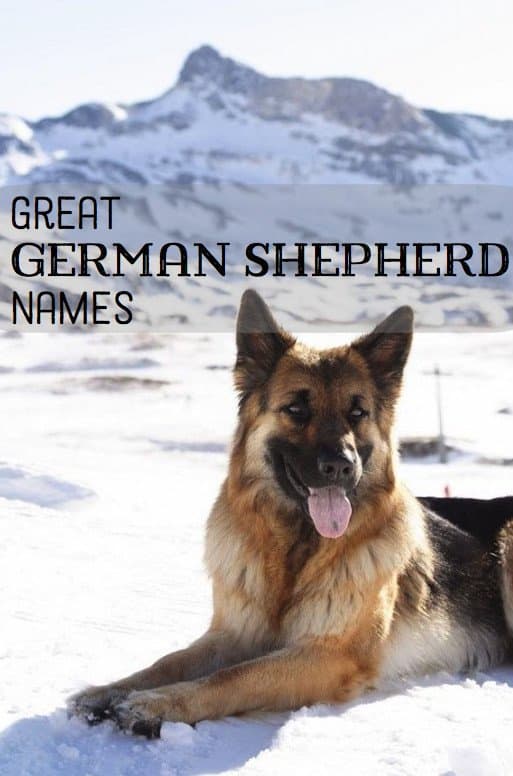 German Shepherds are protective, nobel, brave, and playful. Choose a name that suits your dog's unique personality!
