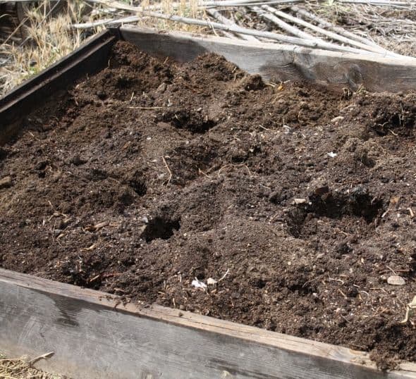Here is the finished bed. Now I will water into the depressions every few days and wait for the potatoes to sprout.
