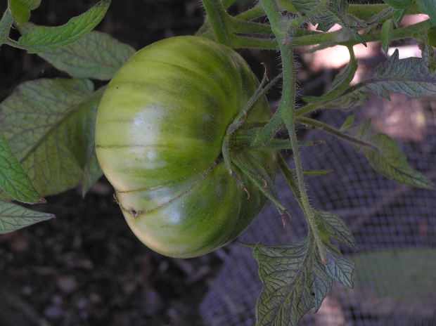 These yellow streaks on a tomato indicate low nitrogen in the soil.