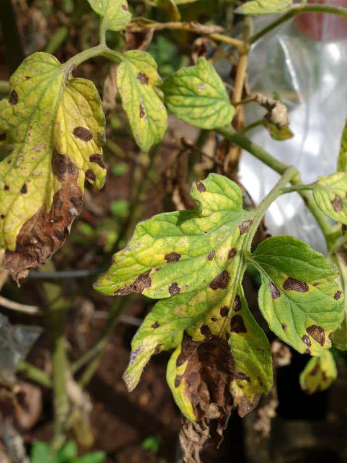 Tomato Plants Turning Yellow With Brown Spots - Tomato Leaves Turning Brown