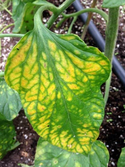 A sample of a leaf affected by a deficit in Magnesium. The veins are still green while the rest of the leaf turns yellow.