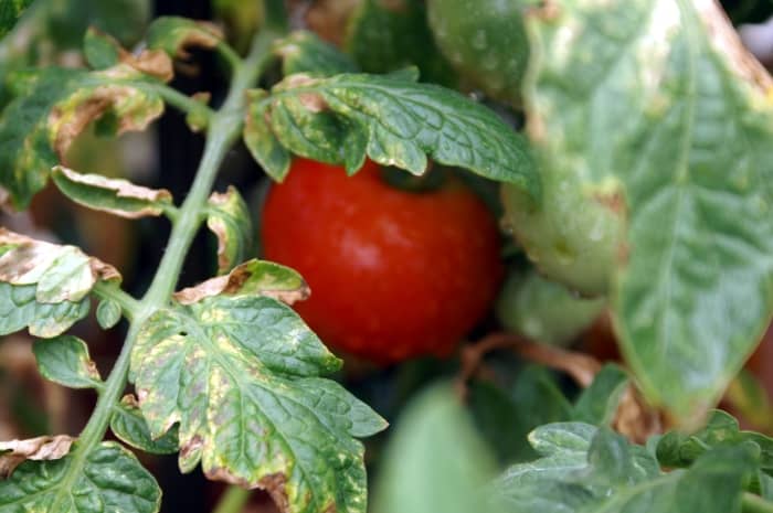 Looking at this picture, my first guess would be that this plant is suffering from a Magnesium deficiency.