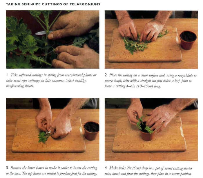 Free Plants From Easy Cuttings How to Snip ‘n’ Stick