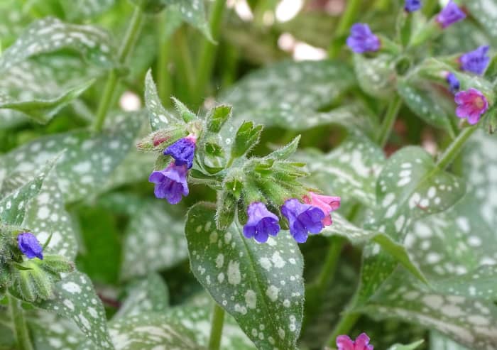Pulmonaria can be planted to bring some color into your shade garden.